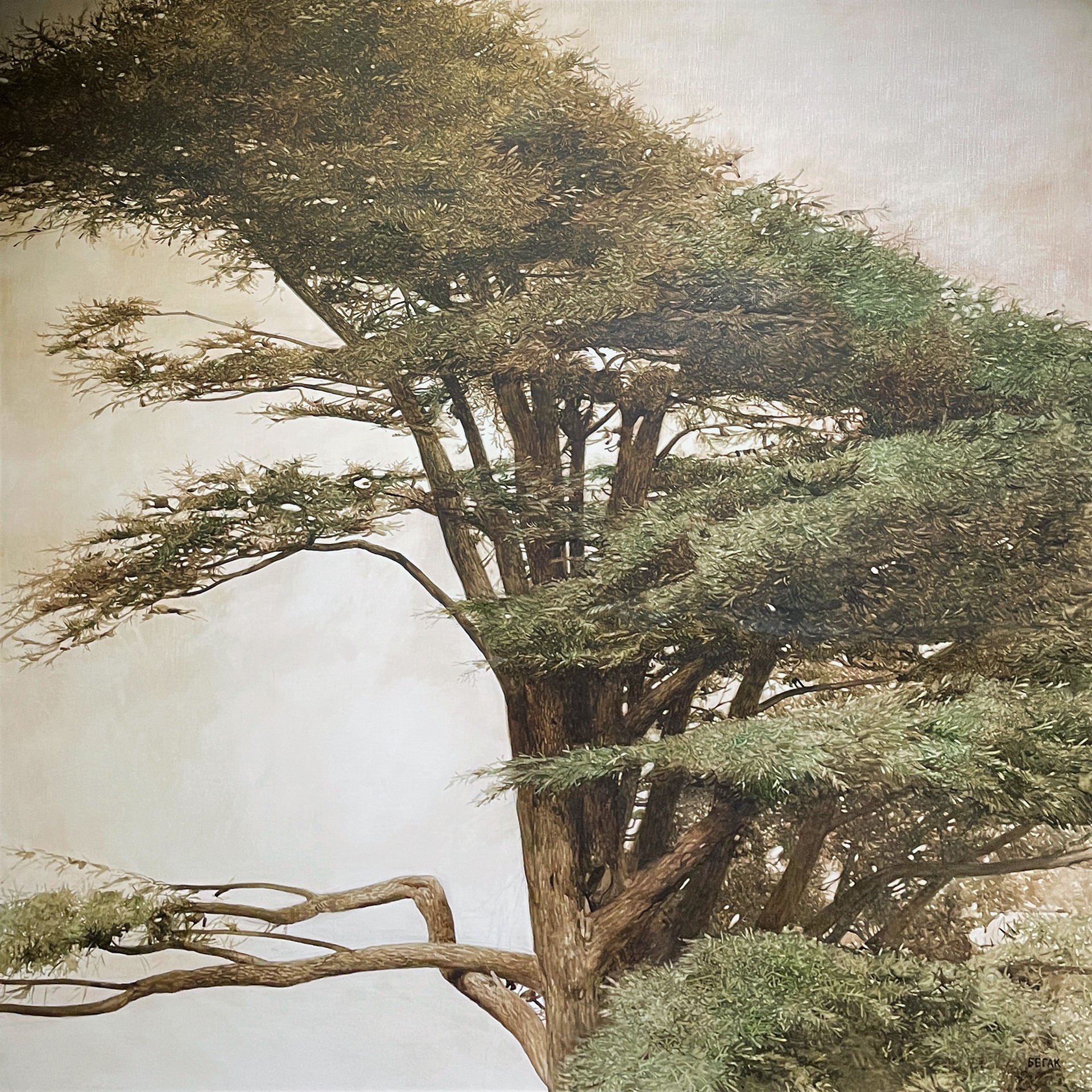 Алексей Бегак — Ливанский кедр, 2011 (холст, масло)