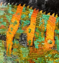 Алексей Бегак — Навуходоносор, 2015 (холст, масло) фрагмент