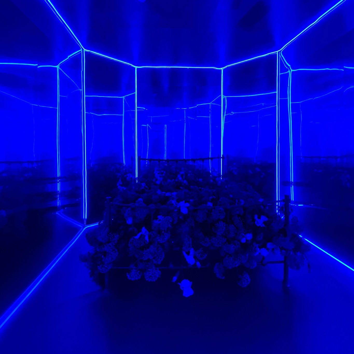 Комната 308. Омри Вакнин, Лидар Фарджун — Бомбейский сапфир