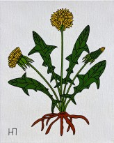 Петр Наводнюк — Одуванчик, 2016 (холст, масло)