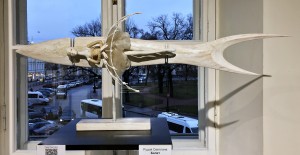 Рудой Светлана - Балет, 2019