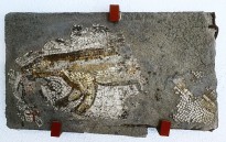 Куница и ее добыча. Сектор Е