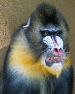 927 7 1 Андрей Козлов    