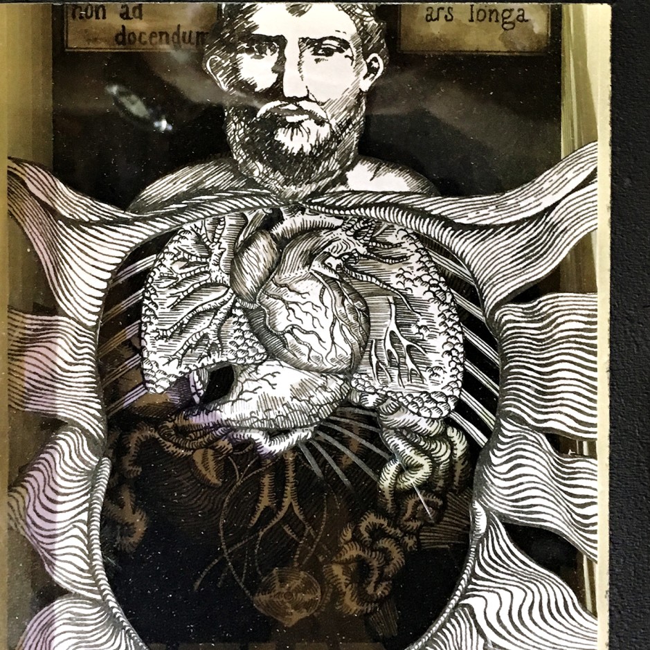 Валерий Гриковский — Страсти по Линнею_11, 2014-2018 (многослойная графика, бумага, тушь, пластик)