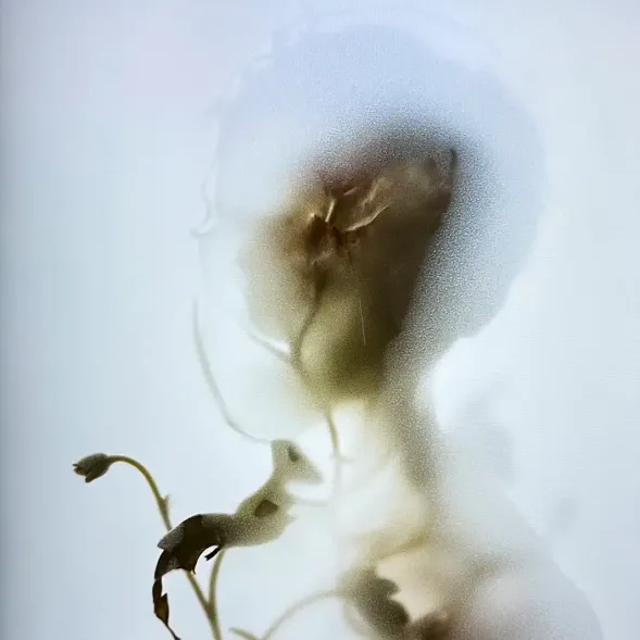 Рой Аден — Невидимая сила, 2024